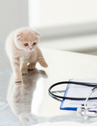 kitten