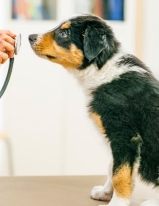 puppy