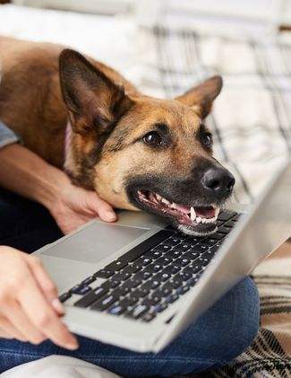 A lady and a dog during online vet consultation