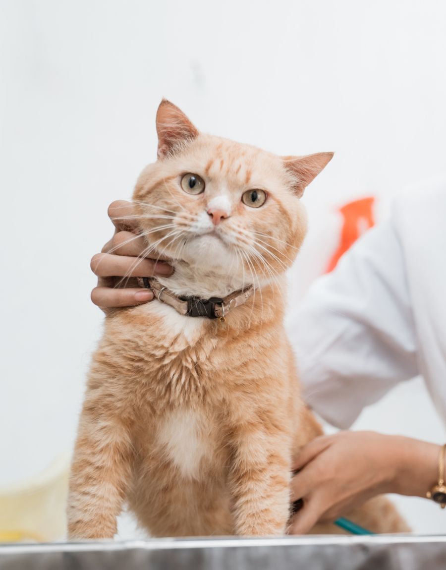 Kitten Wellness Female vet examining cat with stethoscope