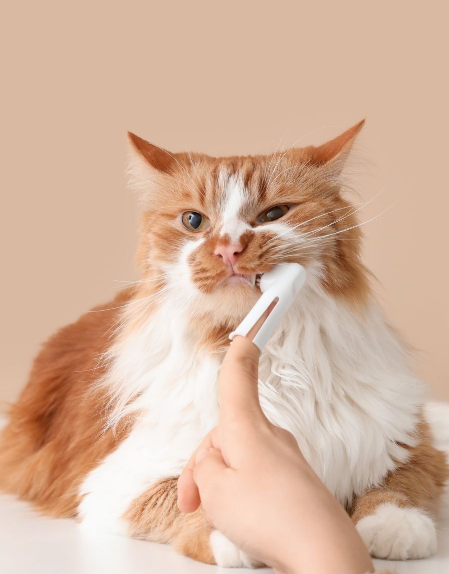 Vet brushing cute cat's teeth