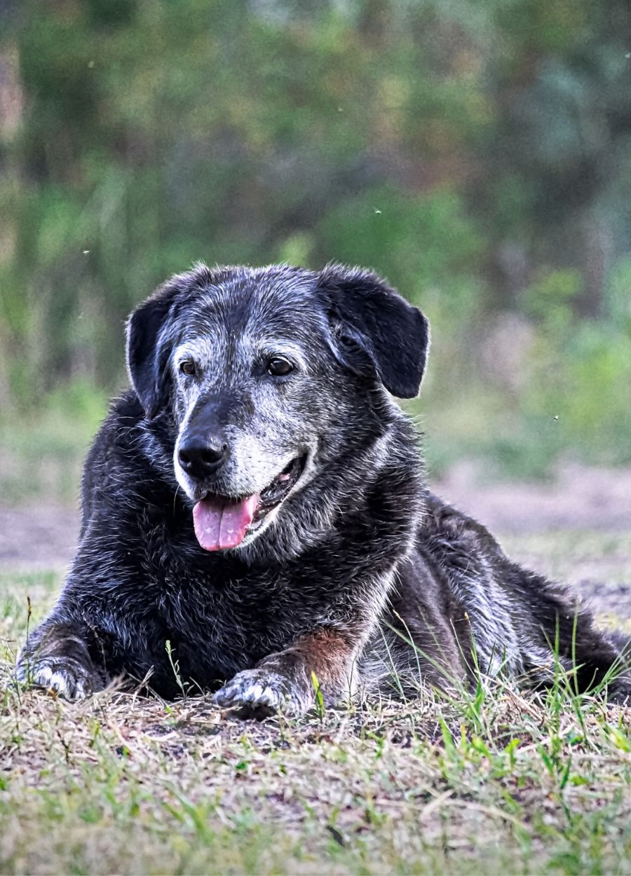 A black dog resting comfortably on green grass