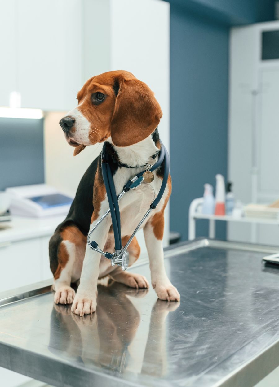 A dog is sitting on the table in veterinary clinic
