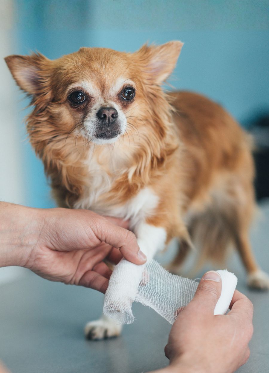 Pet Emergencies Vet wrapping bandage around a Chihuahua's injured leg