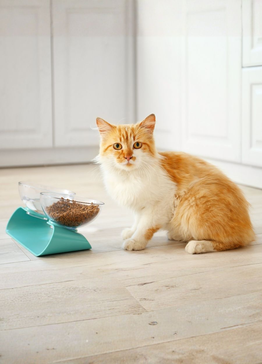 Cat near bowls with food
