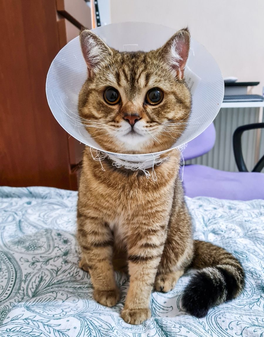 A cat wearing a protective cone