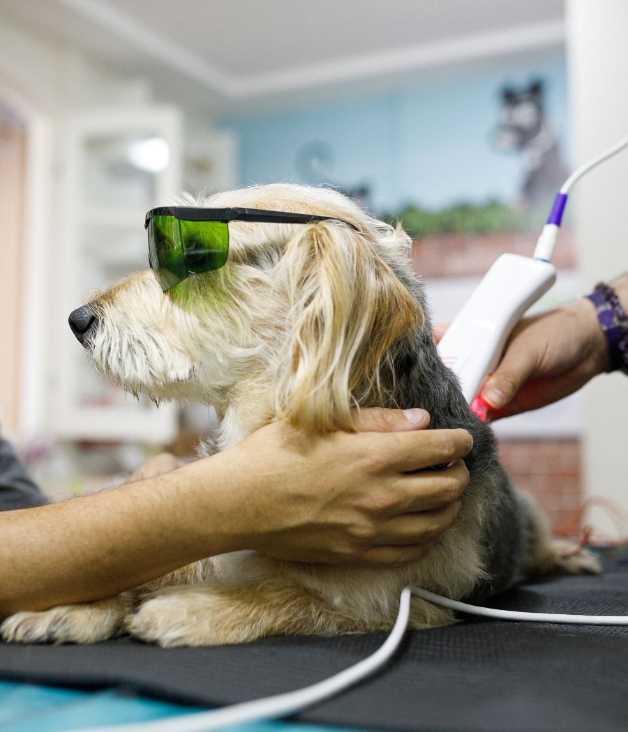 Man holding his dog while it's getting laser therapy