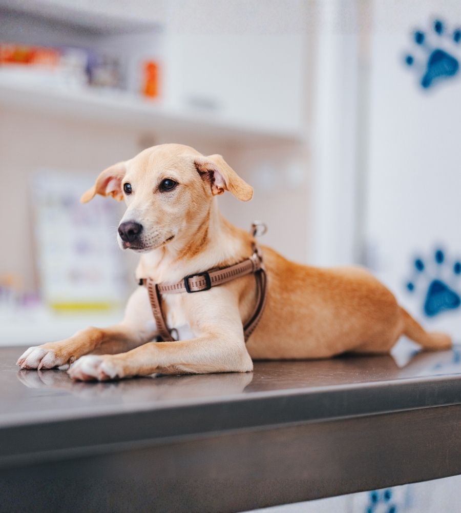 Puppy Wellness Image Little dog lying on a table